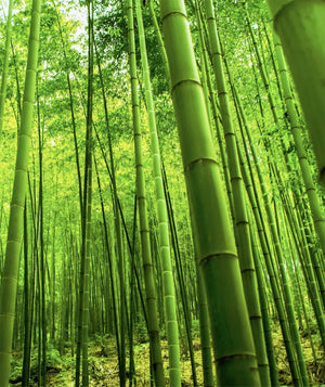Is Bamboo Rayon Fabric Eco-Conscious?