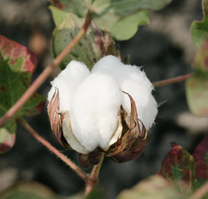 Is Organic Cotton Fabric Eco-Conscious?
